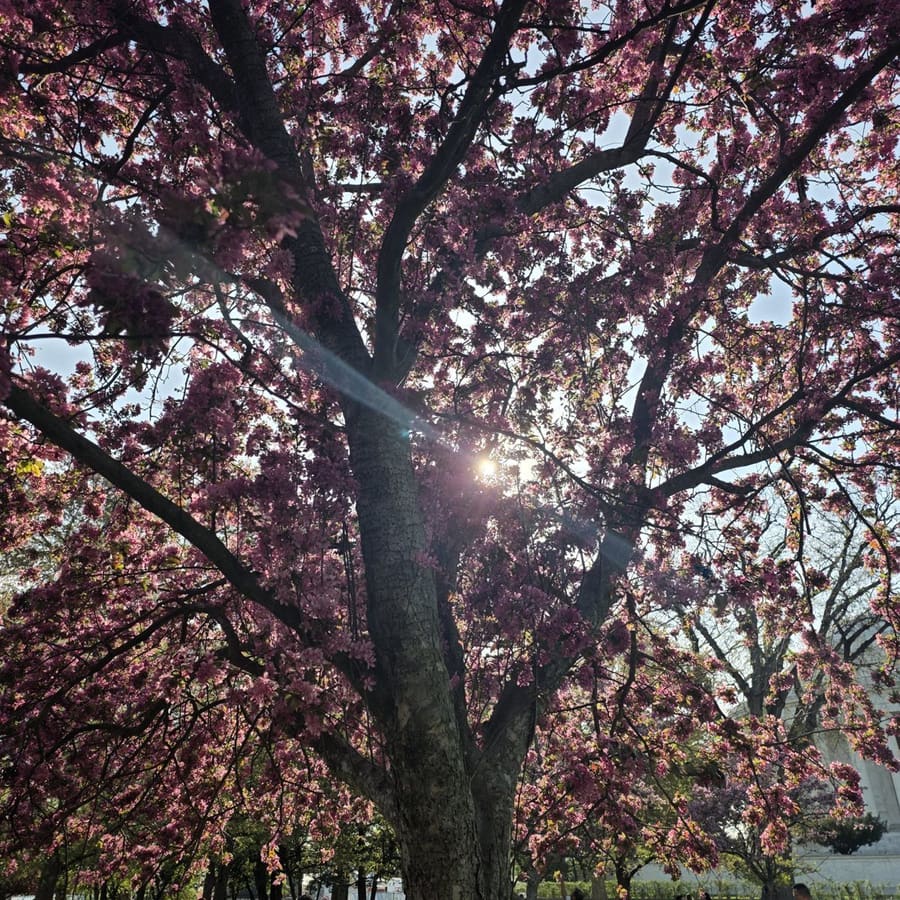 Sunlight streaming through a pink blossoming tree in Washington, D.C., during cherry blossom season