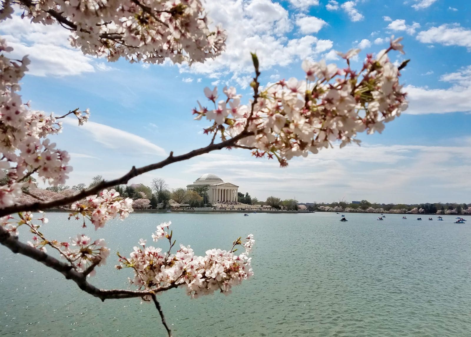 Cherry blossoms framing the Jefferson Memorial across the Tidal Basin in Washington, D.C.