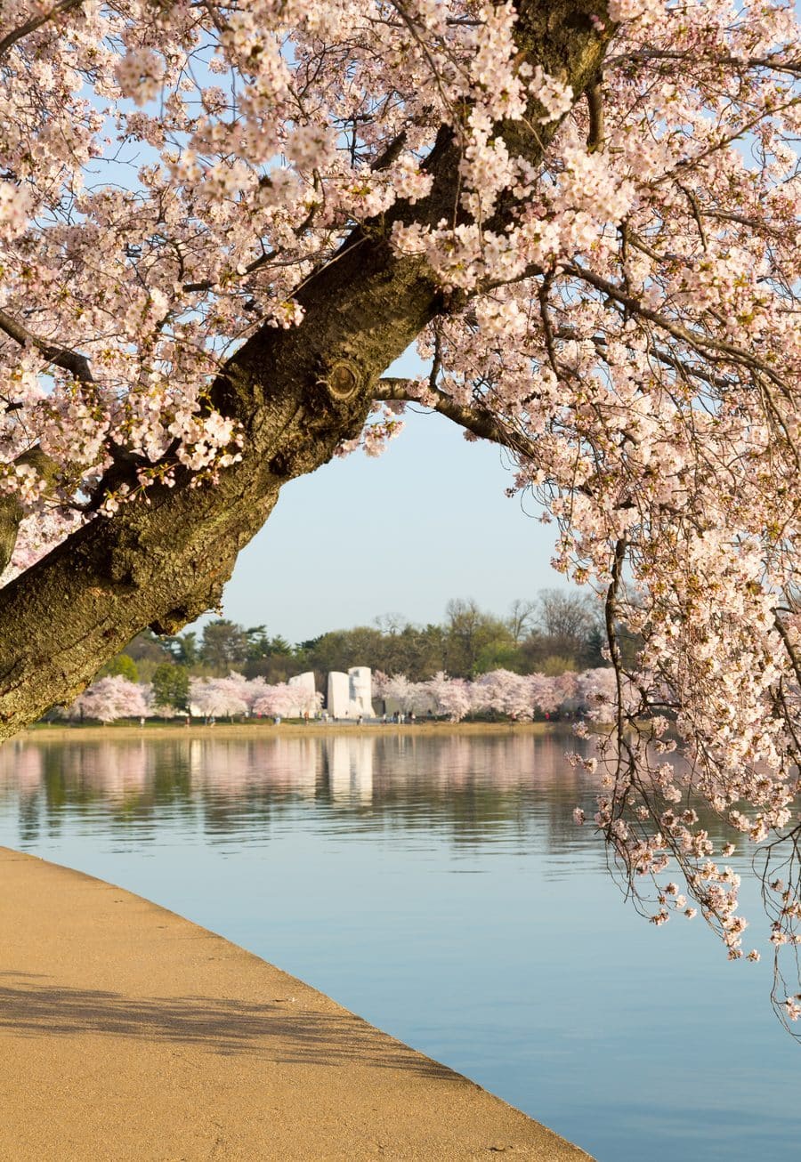 A cherry tree arching over the walkway along the Tidal Basin